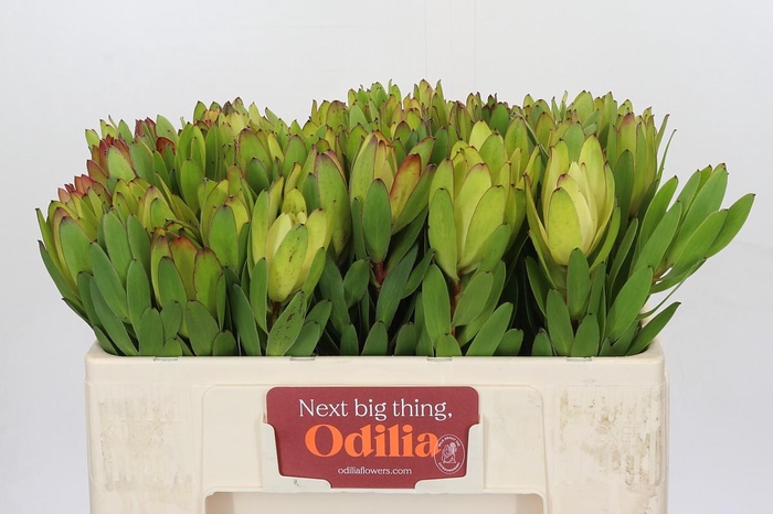 <h4>Leucadendron Goldstrike</h4>