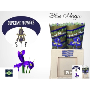 IRIS BLUE MAGIC