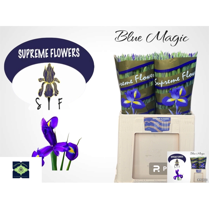 <h4>IRIS BLUE MAGIC</h4>