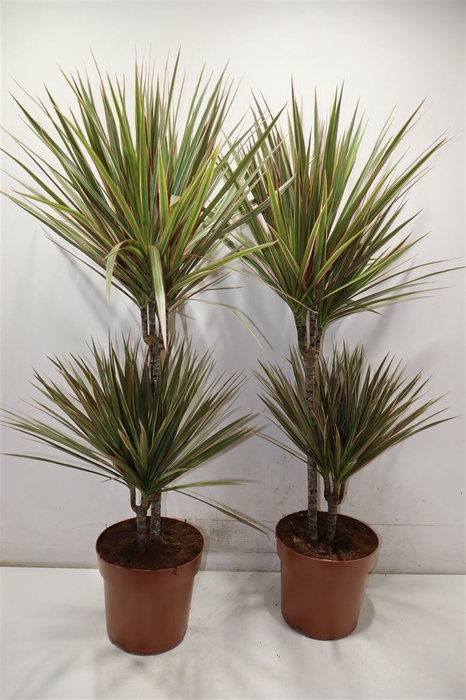 <h4>Dra Marg Bicolor</h4>