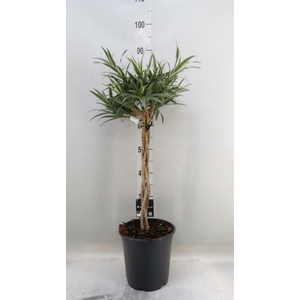 Dracaena refl.   ...