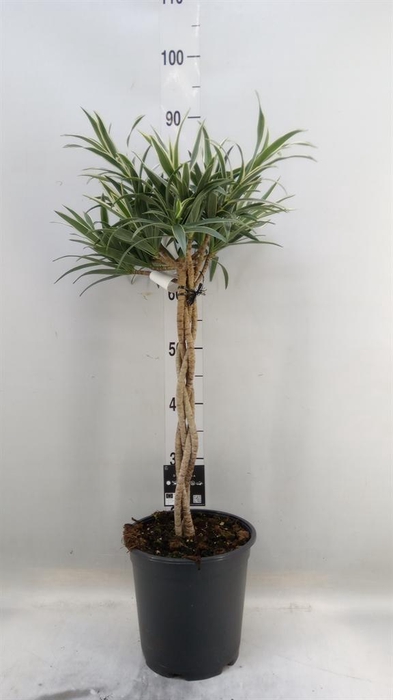 <h4>Dracaena refl.   ...</h4>