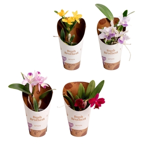 Cattleya
