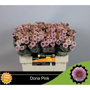CHR S AAA DORIA PINK