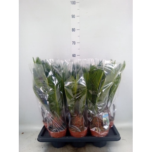 Cycas revoluta