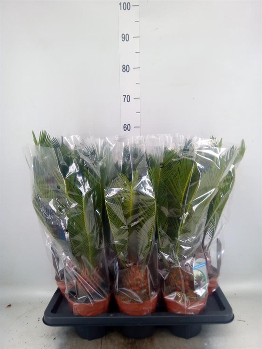 <h4>Cycas revoluta</h4>