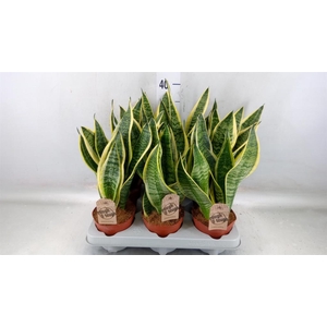 Sansevieria trifa. 'Futura Superba'