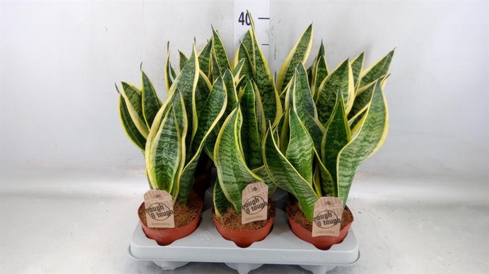 <h4>Sansevieria trifa. 'Futura Superba'</h4>