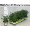Carex Brunnea