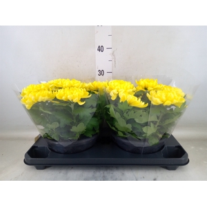 Chrysanthemum  'Cosmo Yellow'