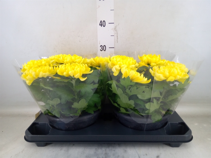 <h4>Chrysanthemum  'Cosmo Yellow'</h4>