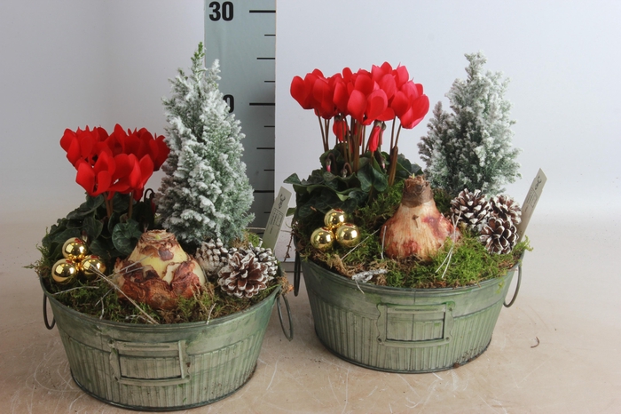 <h4>ARR HIPPEASTRUM</h4>