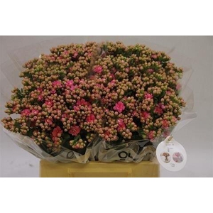 Kalanchoe pink dark