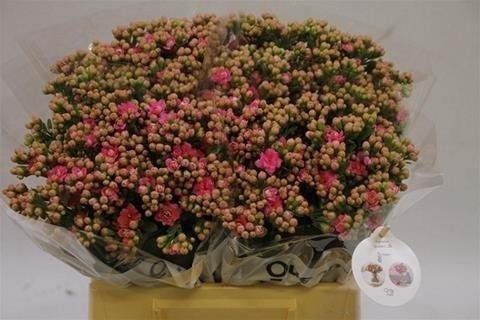 <h4>Kalanchoe pink dark</h4>
