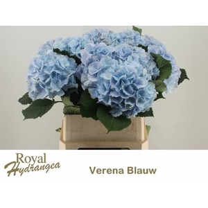 HYDR M CH VERENA BL