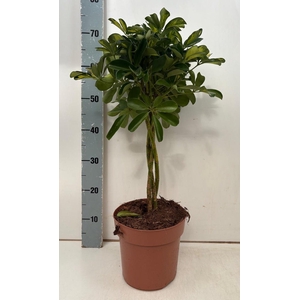 SCHEF AR GOLD CAPELL