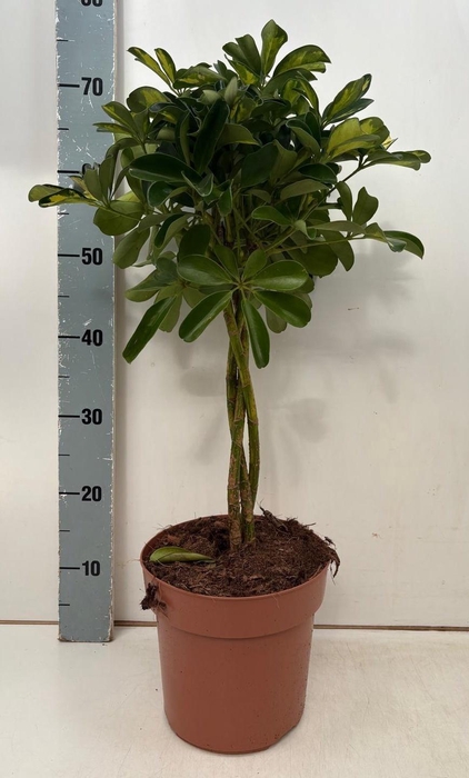 <h4>SCHEF AR GOLD CAPELL</h4>