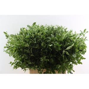 Pitto Groen Per Tak 70 Cm