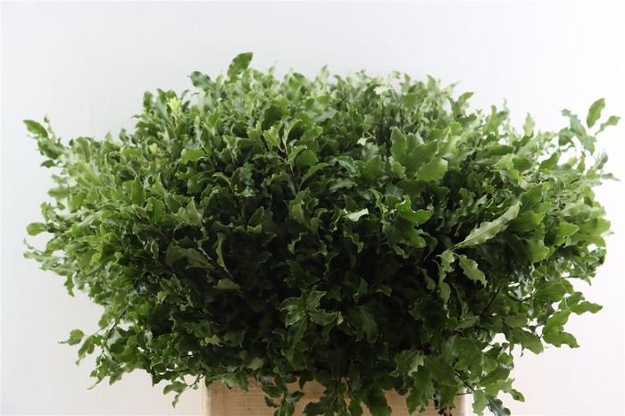 <h4>Pitto Groen Per Tak 70 Cm</h4>