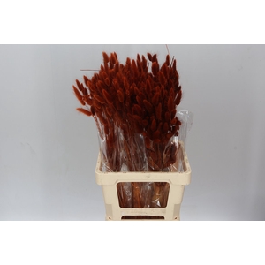 Dried Lagurus Brown