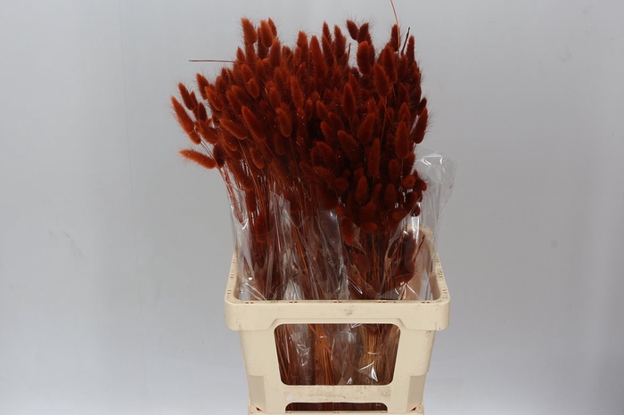 <h4>Dried Lagurus Brown</h4>