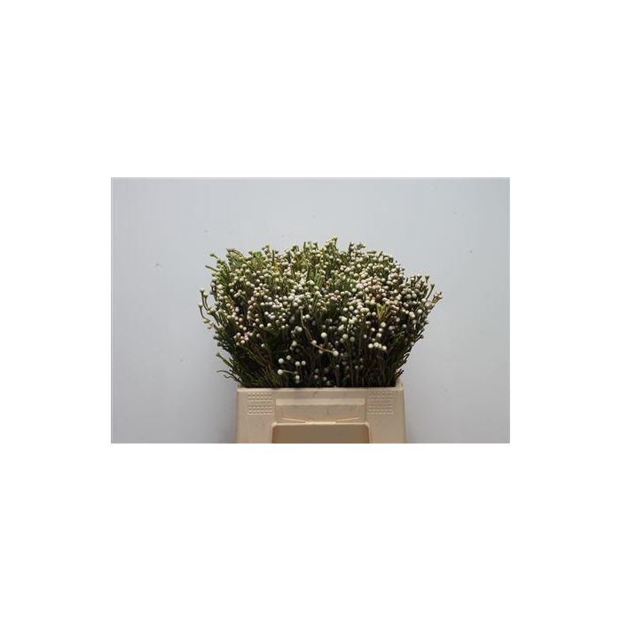 <h4>Kaaps Brunia Spray</h4>