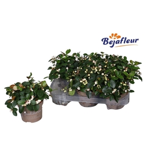 Gaultheria pro. White Pearl