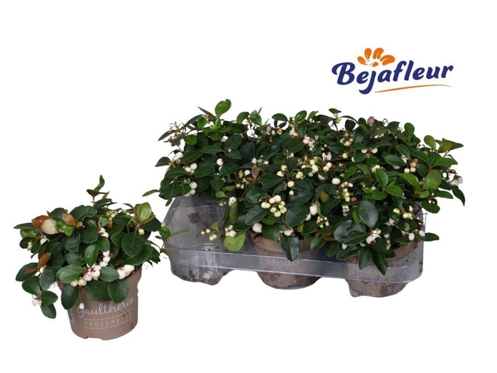 <h4>Gaultheria pro. White Pearl</h4>