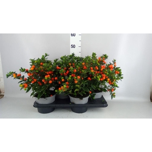 Solanum pseudocapsicum 'Bartoli'