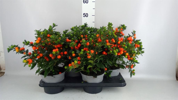 <h4>Solanum pseudocapsicum 'Bartoli'</h4>