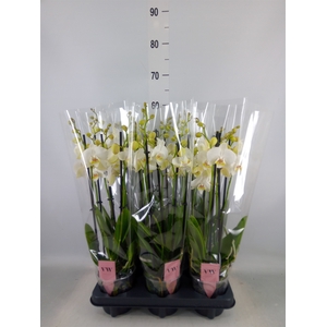 Phalaenopsis  'Ant Inverness'