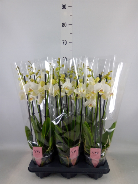 <h4>Phalaenopsis  'Ant Inverness'</h4>