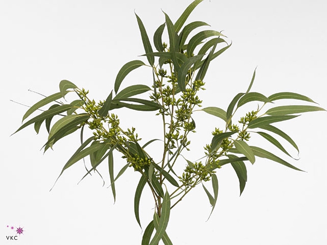 EUC EXOTICA BERRY