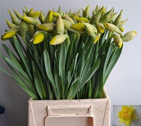 <h4>Narc Du Dick Wilden</h4>