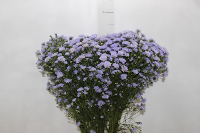 <h4>ASTER D. PLUS 060 CM MIN 20 GRAMAS</h4>