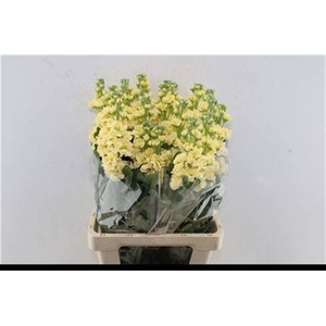 Matth Iron Yellow