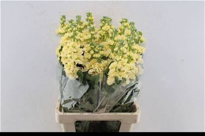 <h4>Matth Iron Yellow</h4>