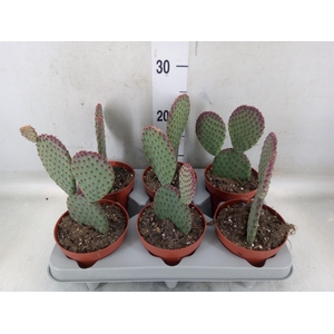 Opuntia microdasys