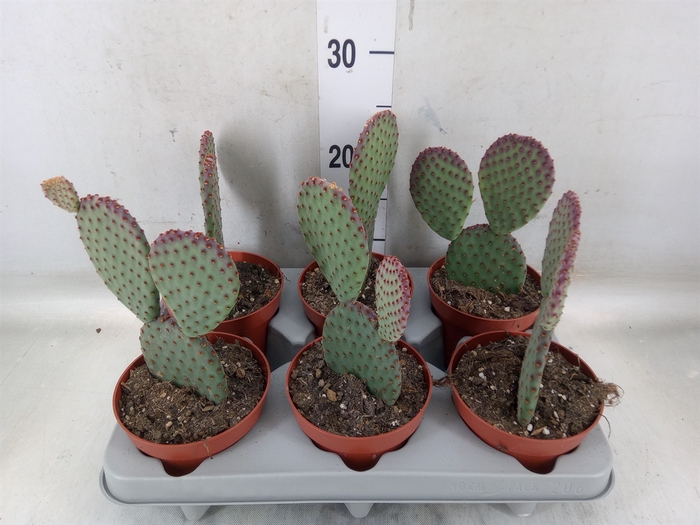 <h4>Opuntia microdasys</h4>