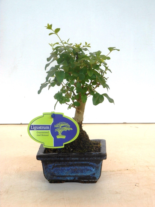 <h4>Ligustrum sinensis, 12cm., broom, without drip tray</h4>