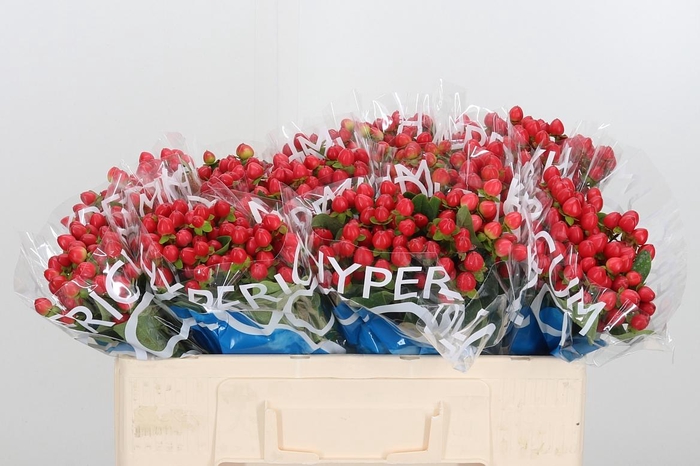 <h4>Hyp Coco Rio Rood</h4>