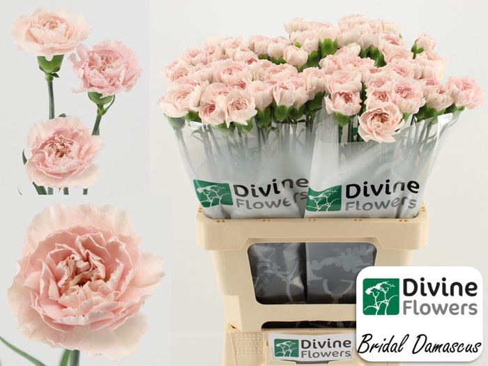 <h4>Dianthus ST 'Bridal Damascus'</h4>