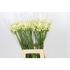Agapanthus Gletsjer