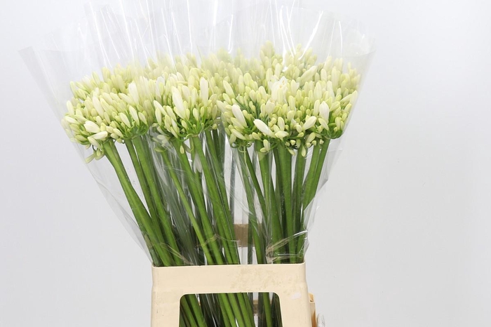 Agapanthus Gletsjer