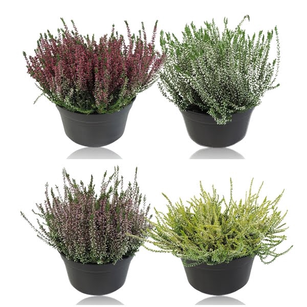 Calluna Garden Girls in Schaal 19 cm Gemengd