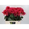 Dahlia Pink Punk