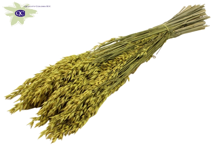 Avena per bunch Yellow