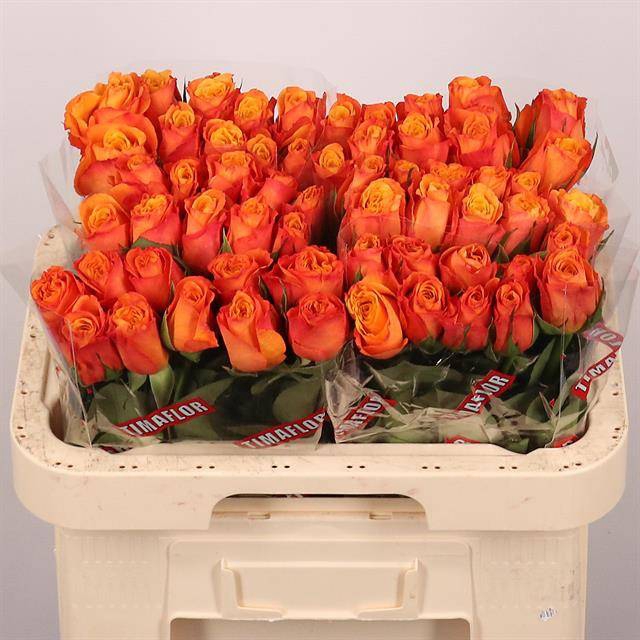 <h4>Rosa large confidential</h4>