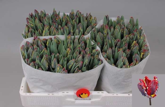 <h4>TU PA ROCOCO</h4>