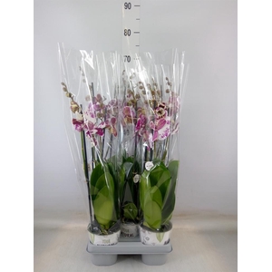 Phalaenopsis   ...mix